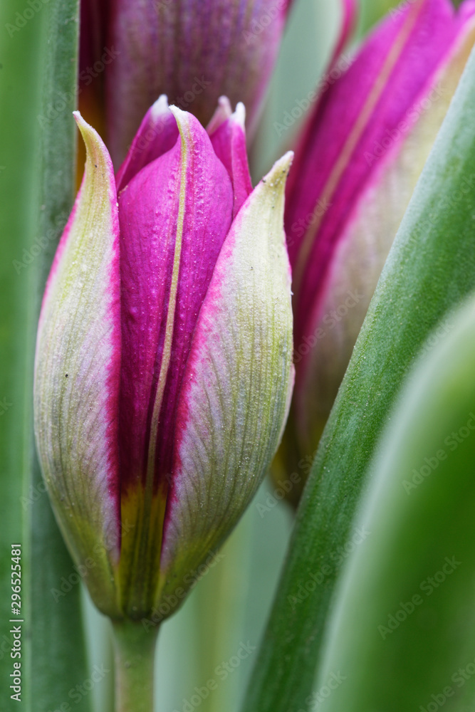 Blütenknospe einer Tulpe Blütenknospe einer Tulpe