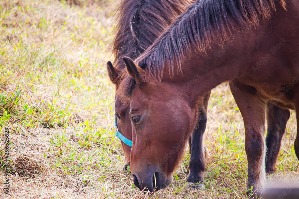 Fototapeta premium 草を食べているウマ2頭