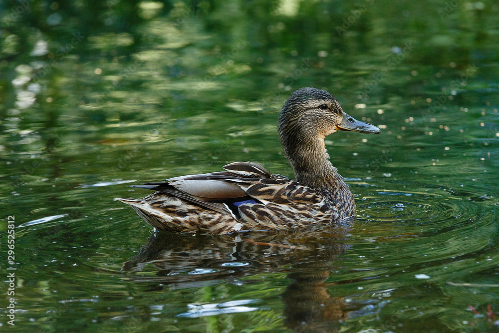 A duck in a pond, with waves on the surface of the water. A duck in a pond, with waves on the surface of the water.