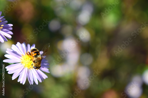 Drone (bee) on a аster amellus flower against bokeh blur.