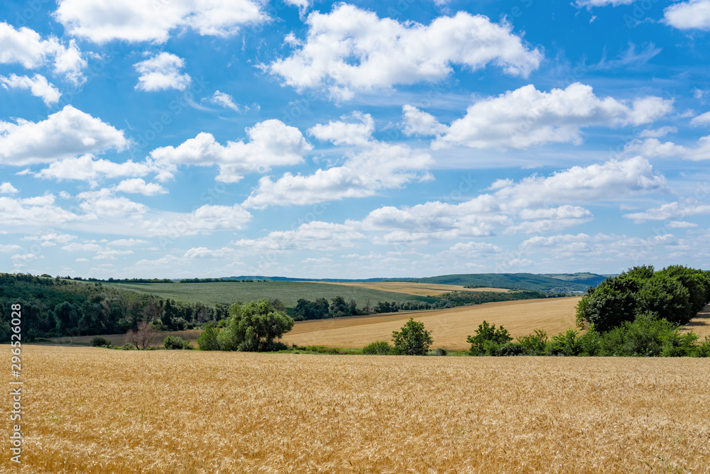 landscape with wheat field and blue sky