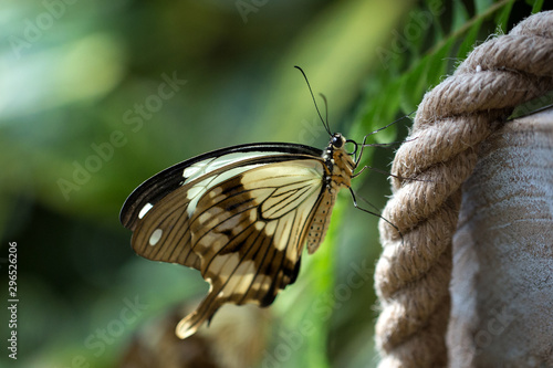 Mocker Swallowtail (Papilio dardanus ) butterfly photo
