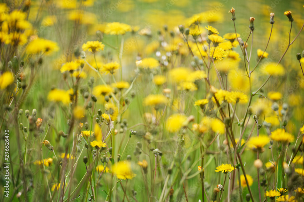 Obraz premium Wiesen-Pippau