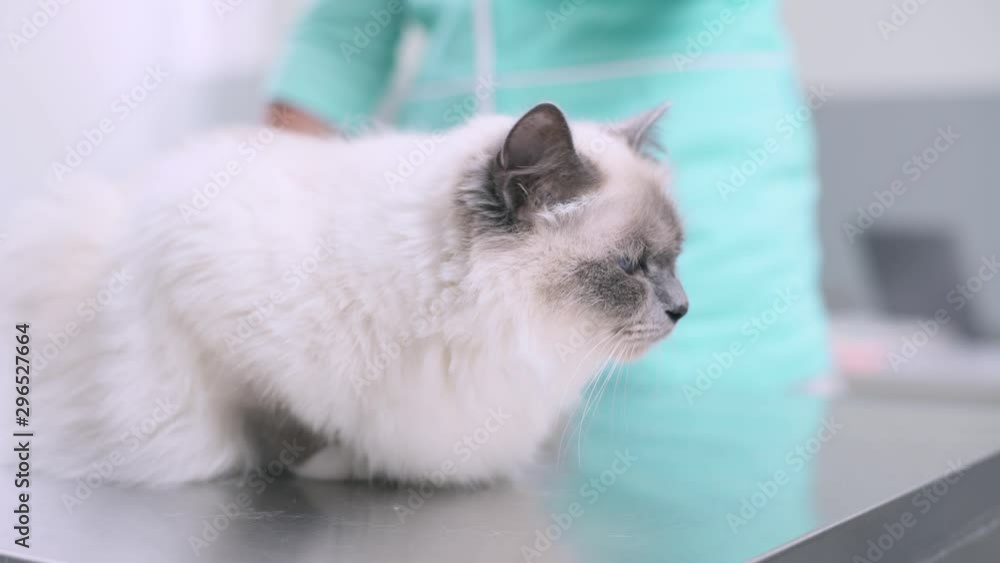 Beautiful cat at the pet clinic Beautiful cat at the pet clinic