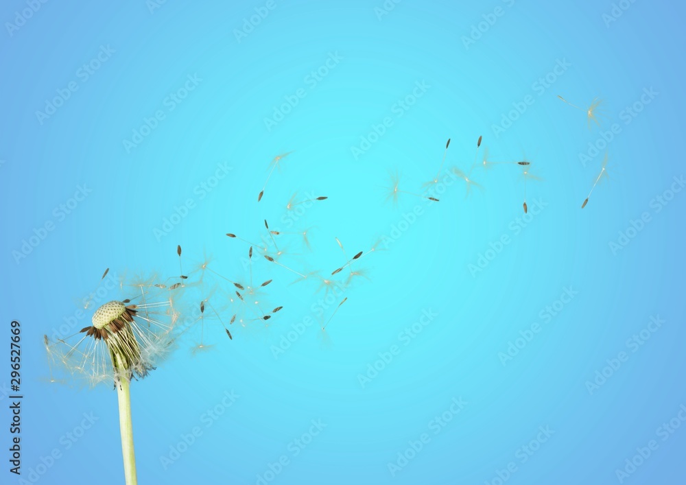 Obraz premium Grown dandelion and dandelion on blue gradient background