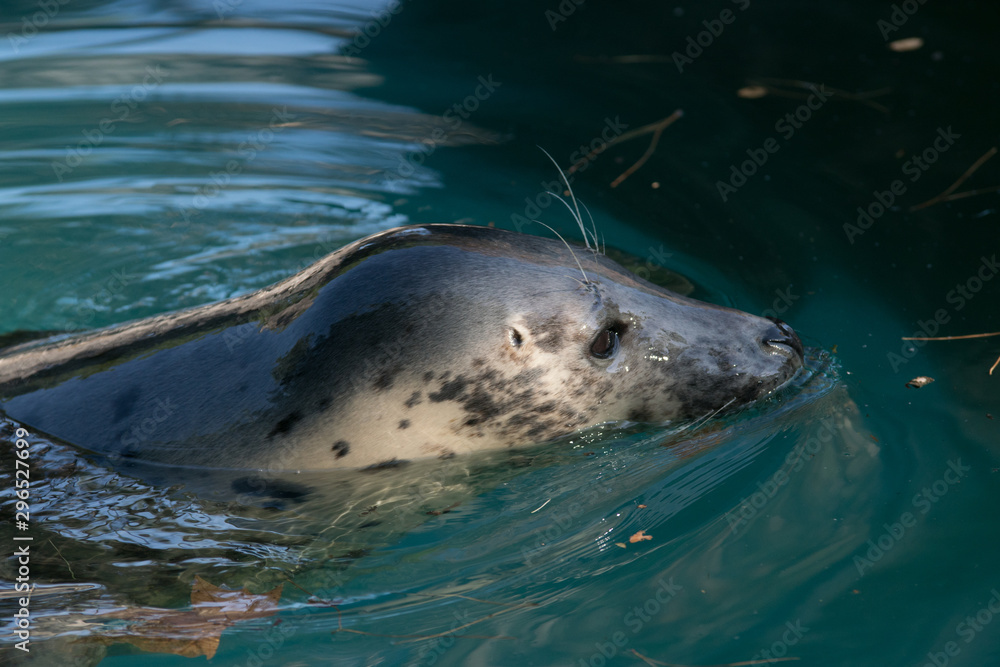 Obraz premium Foca gris en cauteverio relajada en el agua en el zoo de Madrid