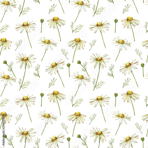 Chamomile or Daisy bouquets, white flowers. Realistic botanical sketch on white background for design, hand draw illustration in botanical style. Seamless patterns.