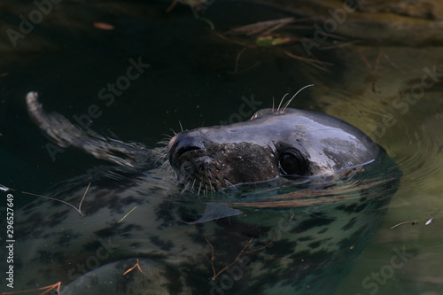Foca gris en cauteverio relajada en el agua en el zoo de Madrid