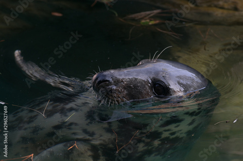 Foca gris en cauteverio relajada en el agua en el zoo de Madrid photo