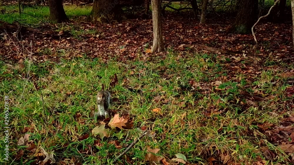 grey squirrel in autumn forest grey squirrel in autumn forest