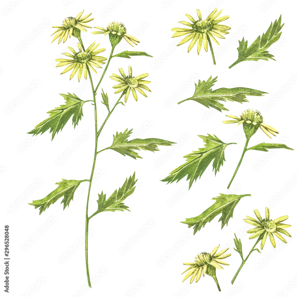 Chamomile or Daisy bouquets, yellow flowers. Realistic botanical sketch on white background for design, hand draw illustration in botanical style. Chamomile or Daisy bouquets, yellow flowers. Realistic botanical sketch on white background for design, hand draw illustration in botanical style.