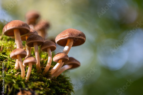 Mushrooms at the Six Lake District in Duisburg in close-up © Julia Hermann