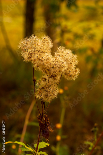 The beauty flower © Hugues Dotrice | Hdot.biz photo