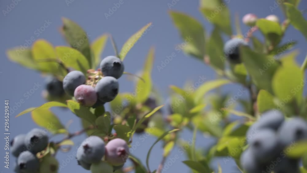 Ripe blueberries on blueberry bush Ripe blueberries on blueberry bush