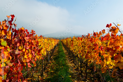 october vineyard landscape, Gulacs hill at background cloud, Hungary photo