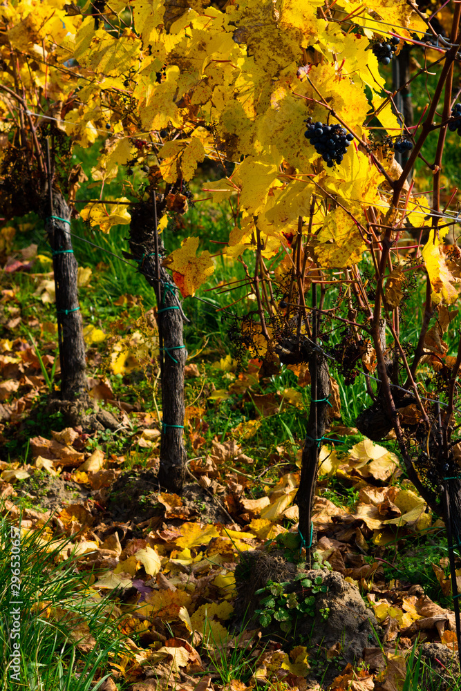 october vineyard, yellow and orange grape leaves on vine plants october vineyard, yellow and orange grape leaves on vine plants