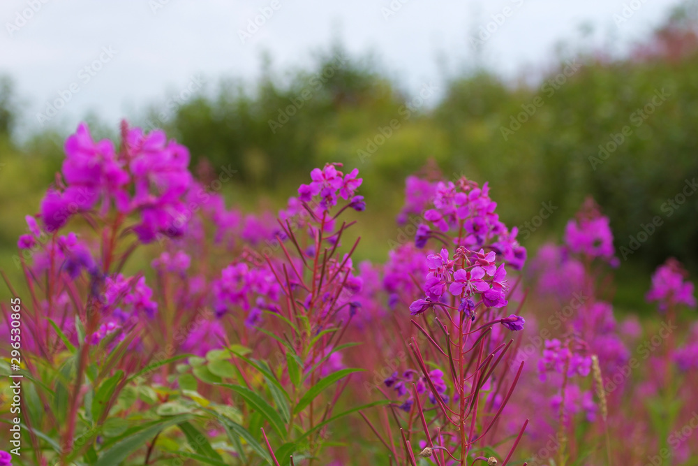Obraz premium Fireweed blühte des Schmalblättriges Weidenröschen vor Bergen