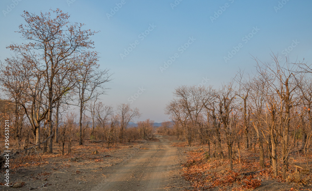A sandy vehicle track runs through bushes and trees in the wilderness image with copy space in horizontal format A sandy vehicle track runs through bushes and trees in the wilderness image with copy space in horizontal format