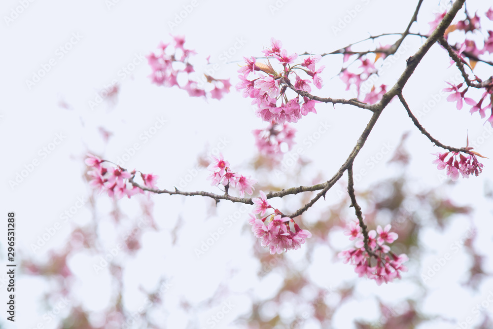 Beautiful cherry blossom or sakura in spring time over  sky