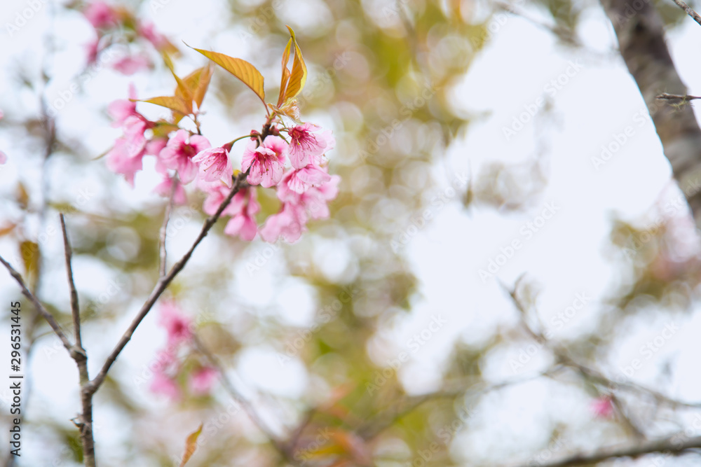 Beautiful cherry blossom or sakura in spring time over sky Beautiful cherry blossom or sakura in spring time over sky