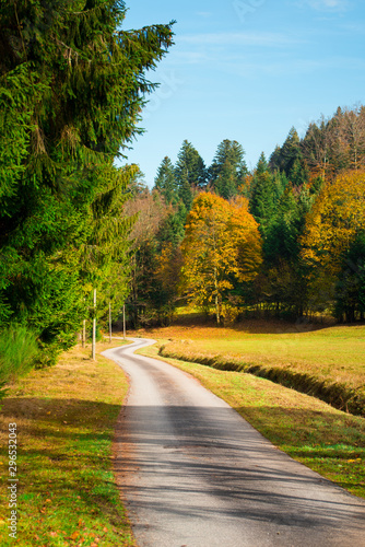 route dans les bois et for  t des Vosges en automne