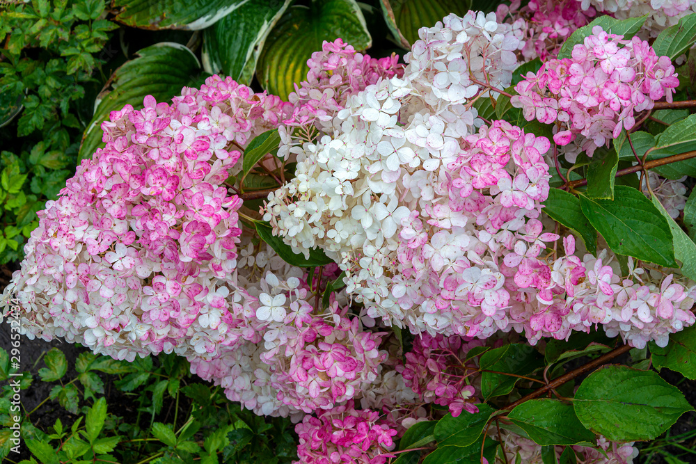 Flowering shrubs Hydrangea paniculata Flowering shrubs Hydrangea paniculata