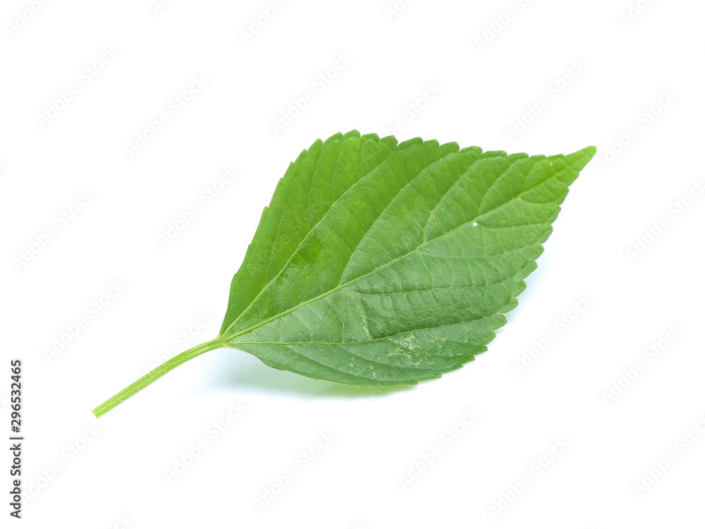 Obraz premium green leaf isolated on a white