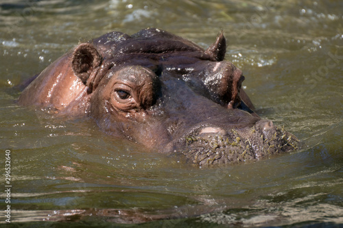 Hipopotamo asulto en el agua