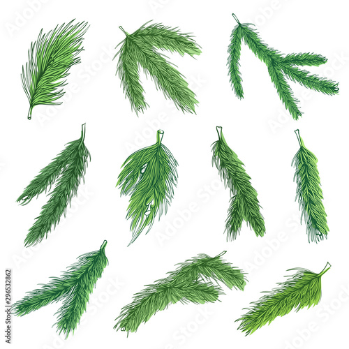 Evergreen pine branches vector color illustrations collection