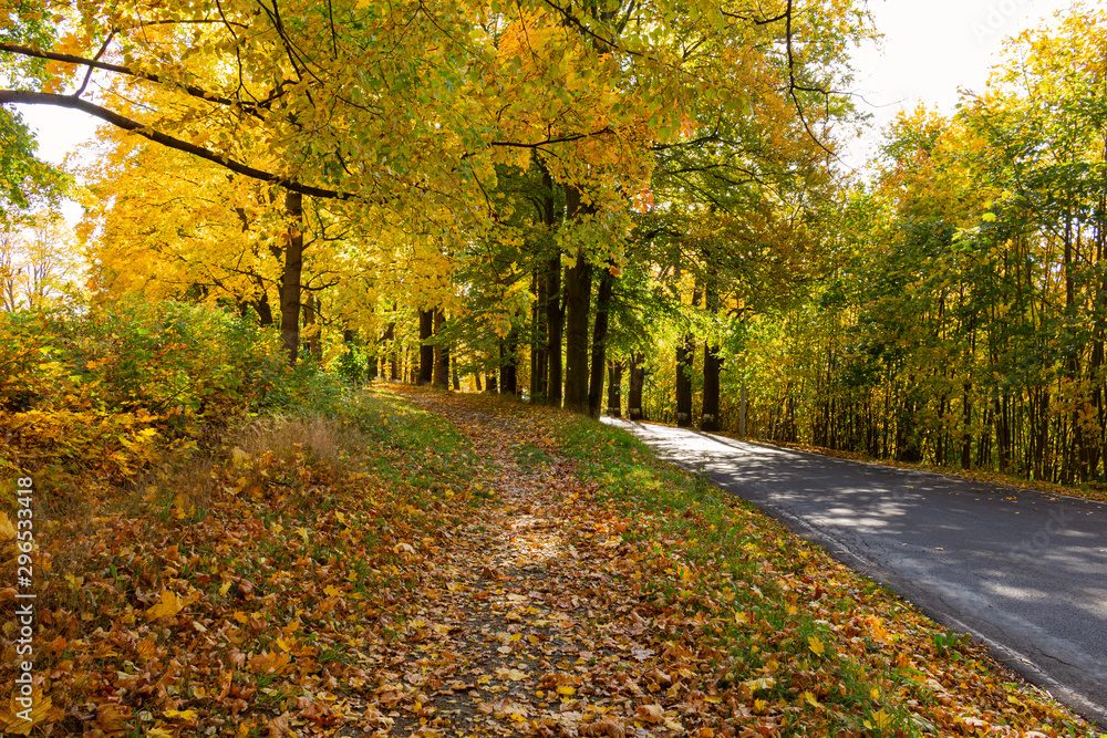 Fototapeta premium Magical tunnel and pathway through a thick forest glowing by sunlight. The path framed by bushes. Dramatic and gorgeous scene.