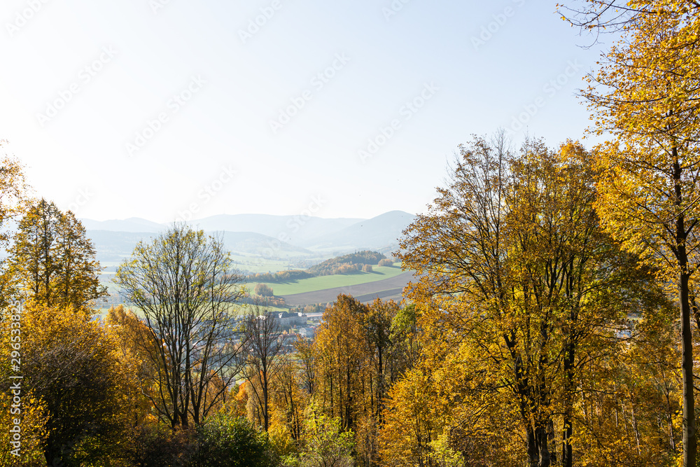 Panorama of a path through a lush green summer forest