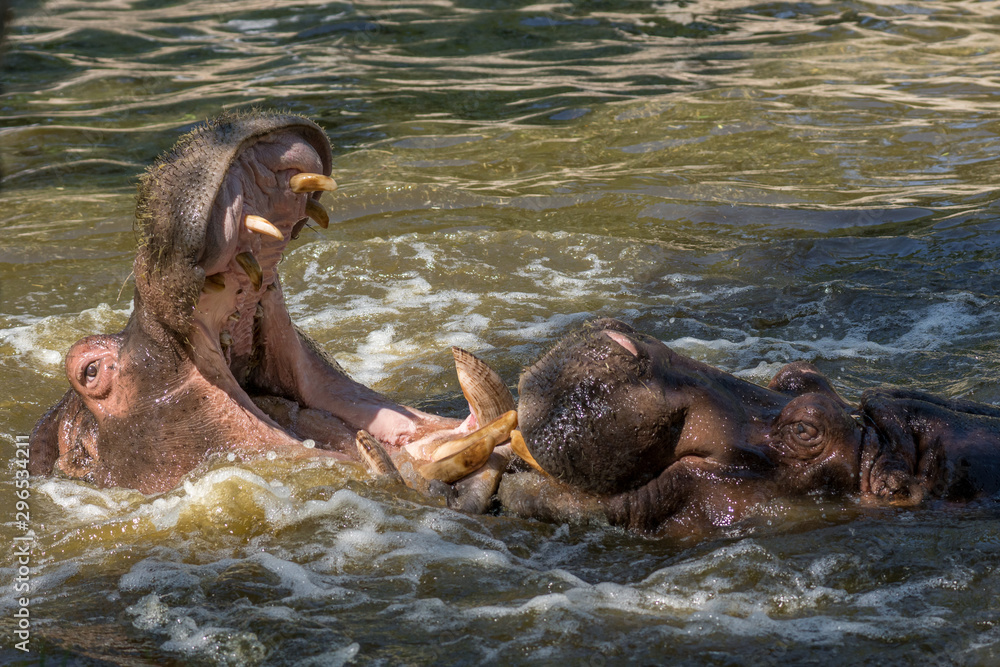 Fototapeta premium Dos hipopotamos adultos luchando en el agua