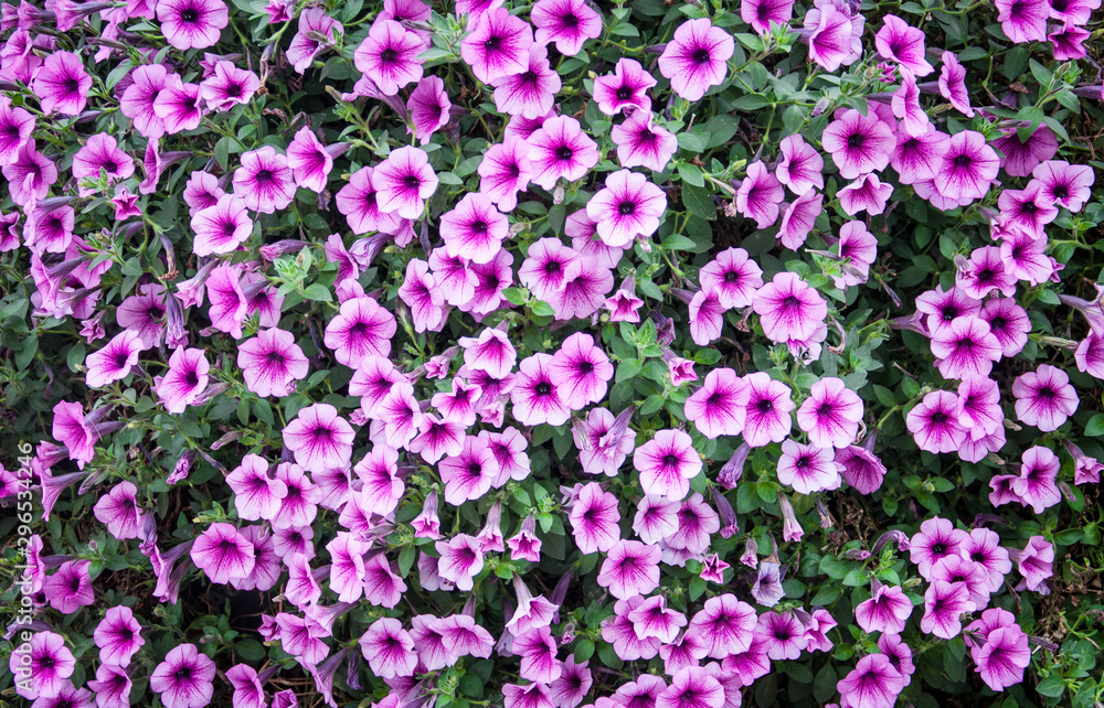 Fototapeta premium blooming bush of pink petunia