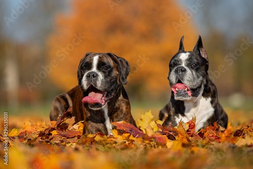Photography two boxer dogs lying down in fallen leaves