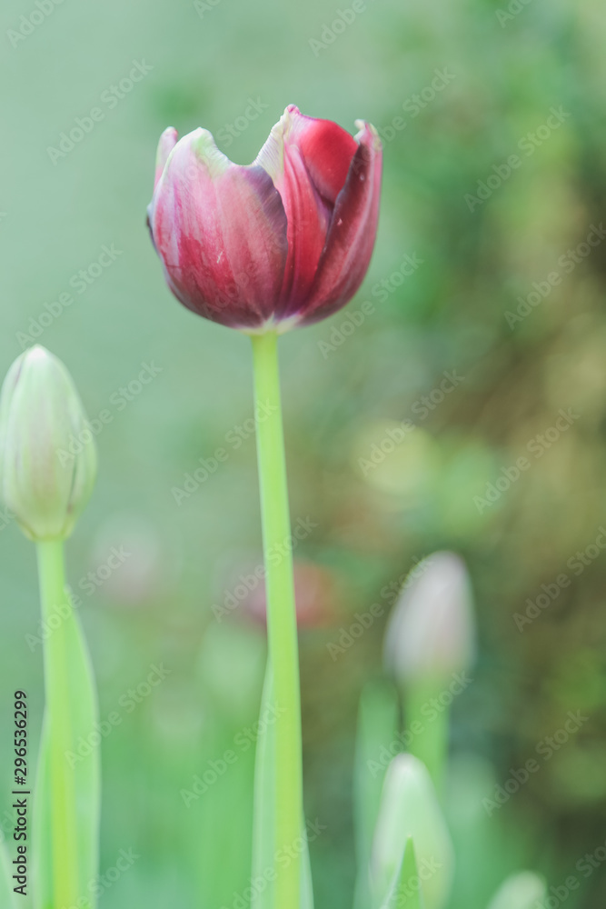 Tulip flowers in garden nature background Tulip flowers in garden nature background