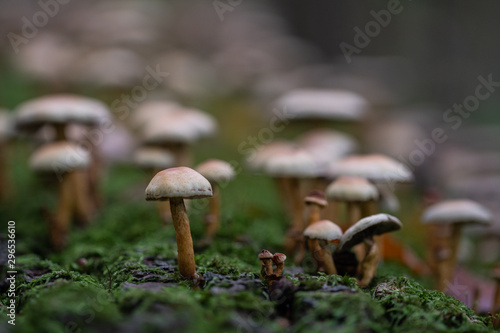 Closeup of mushrooms on a tree trunk in autumn