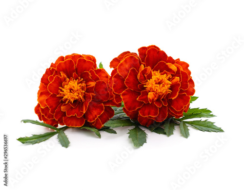 Two orange marigolds.