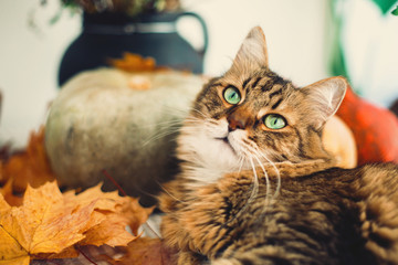 Maine coon with funny green eyes playing with yellow leaves. Cute tabby cat lying on rustic table with autumn leaves and pumpkins. Thanksgiving or Halloween concept. Pet and holidays.