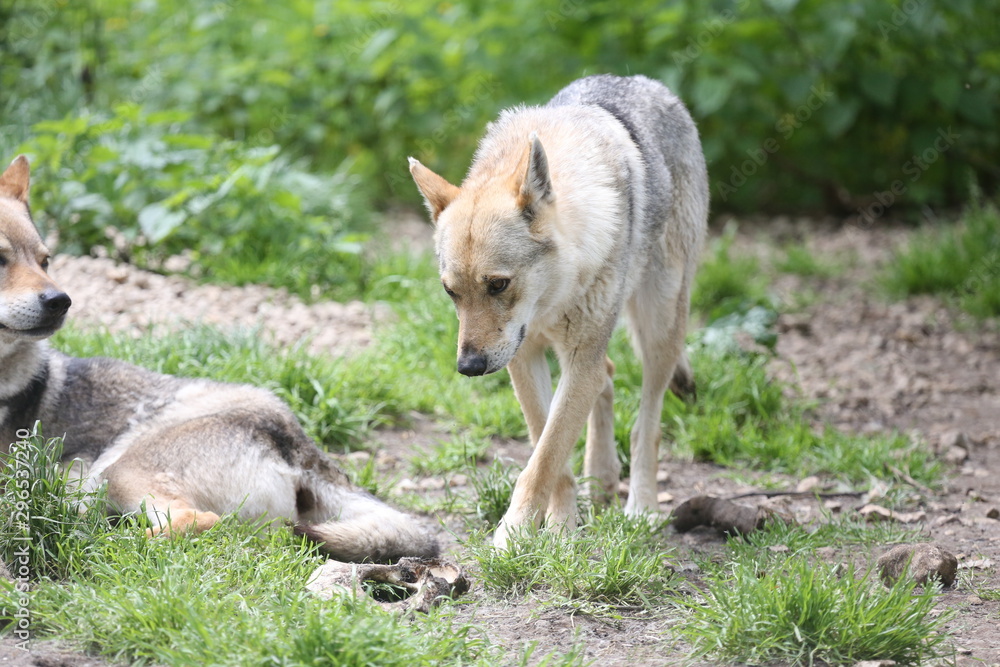 Obraz premium animales varios 