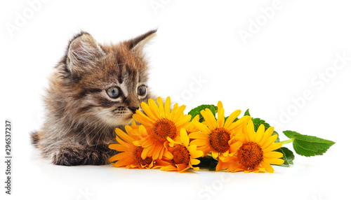 Fototapeta Naklejka Na Ścianę i Meble -  Kitten with daisies.