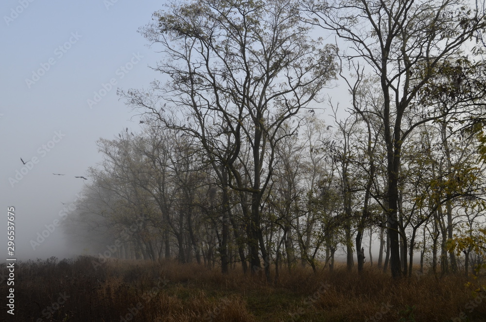 misty autumn morning in the steppe misty autumn morning in the steppe