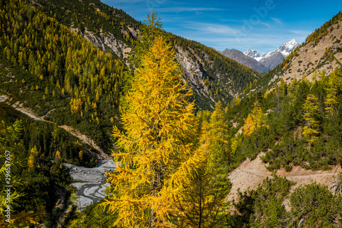 yellow larches in Cluozza in Swiss National Park in autumn