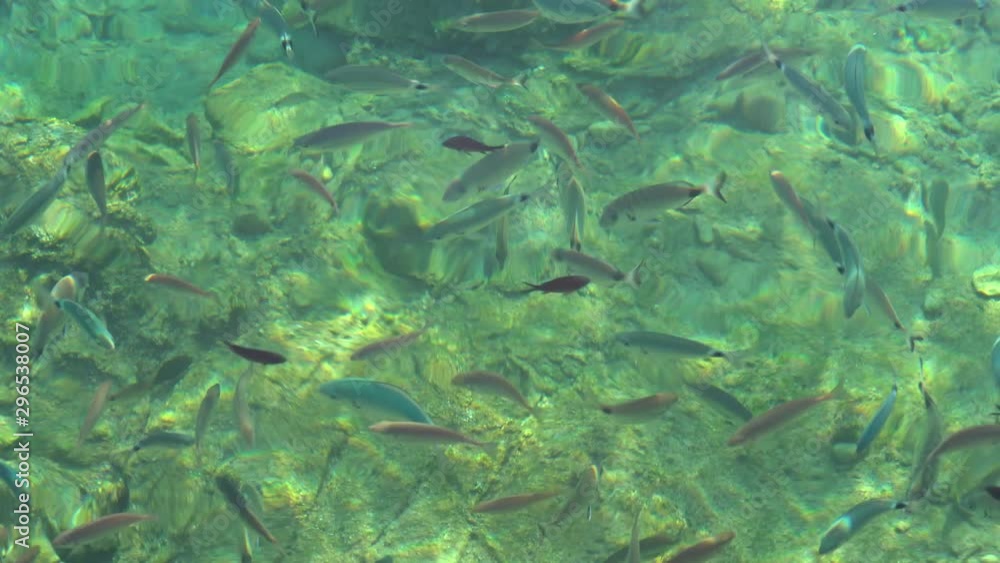 Fishes in the clear water, sun reflection, Aegean sea, Bodrum, Turkey. Fish in crystal clear sea water Fishes in the clear water, sun reflection, Aegean sea, Bodrum, Turkey. Fish in crystal clear sea water