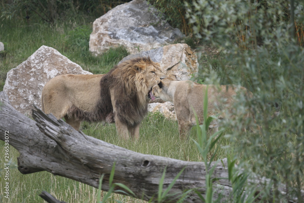 Naklejka premium animales varios 