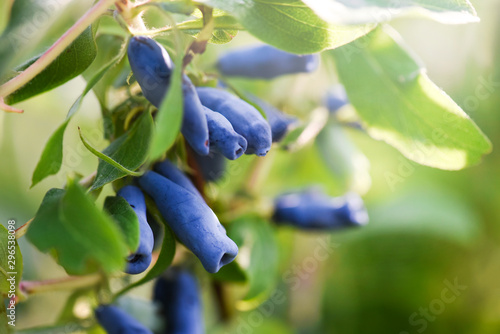 Blue honeysuckle branch in summer garden. Honeyberry, Blueberry, Lonicera kamtschatica photo
