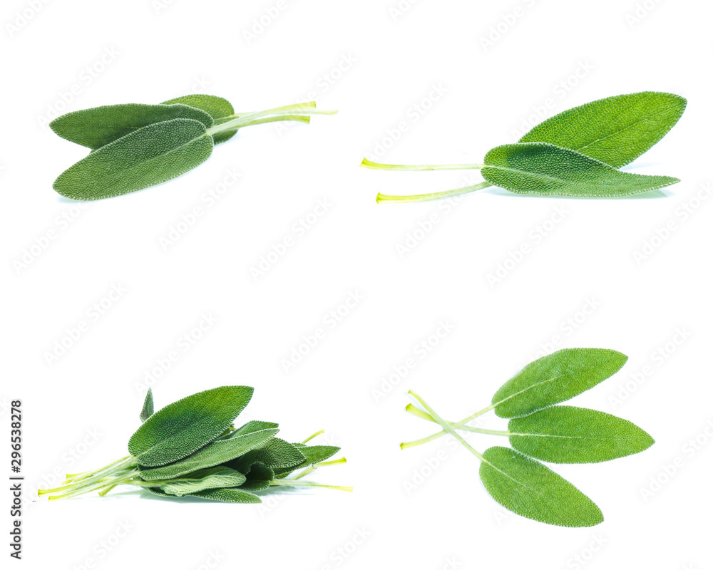 Sage leaves isolated on white background  (Mix, set , collection) - obrazy, fototapety, plakaty 