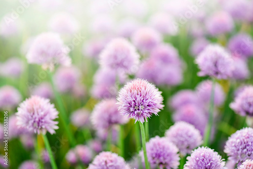 Purple chives plant in summer garden. Perfect healthy herb flowers. Chive blossom in back light. © Milan