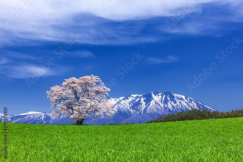 岩手県・雫石町 春の小岩井農場の一本桜の風景