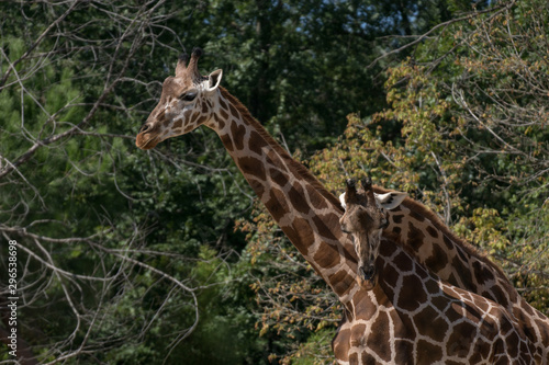 Retrato de una jirafa adulta en cautividad