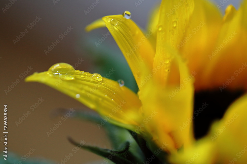 Sonnenblume mit Wassertropfen
